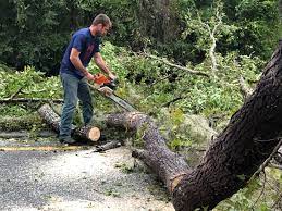 Leaf Removal in Napavine, WA