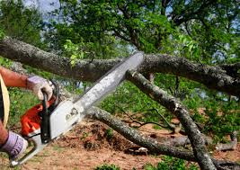 Best Tree Trimming and Pruning  in Napavine, WA