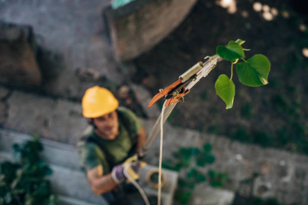 Best Fruit Tree Pruning  in Napavine, WA