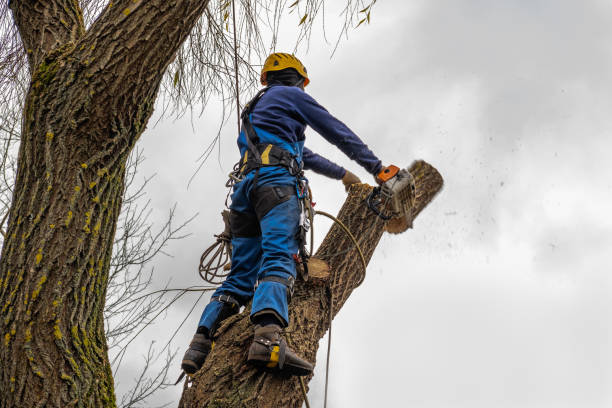 Best Tree Disease Treatment  in Napavine, WA