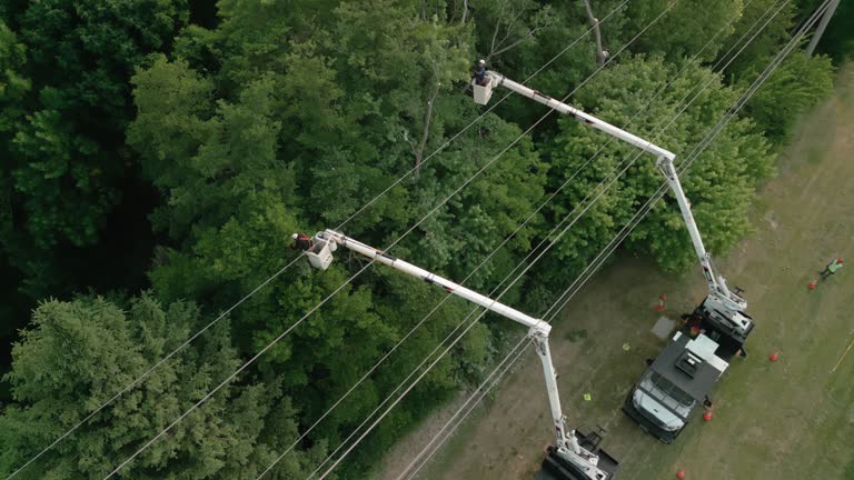 Best Palm Tree Trimming  in Napavine, WA