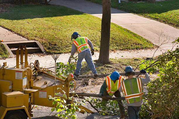 Best Lawn Renovation and Restoration  in Napavine, WA