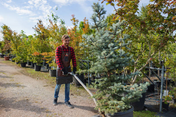 How Our Tree Care Process Works  in  Napavine, WA