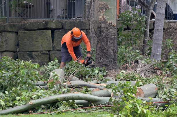 Best Tree and Shrub Care  in Napavine, WA